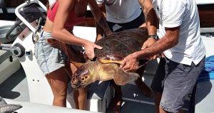 salvata tartaruga caretta caretta salina