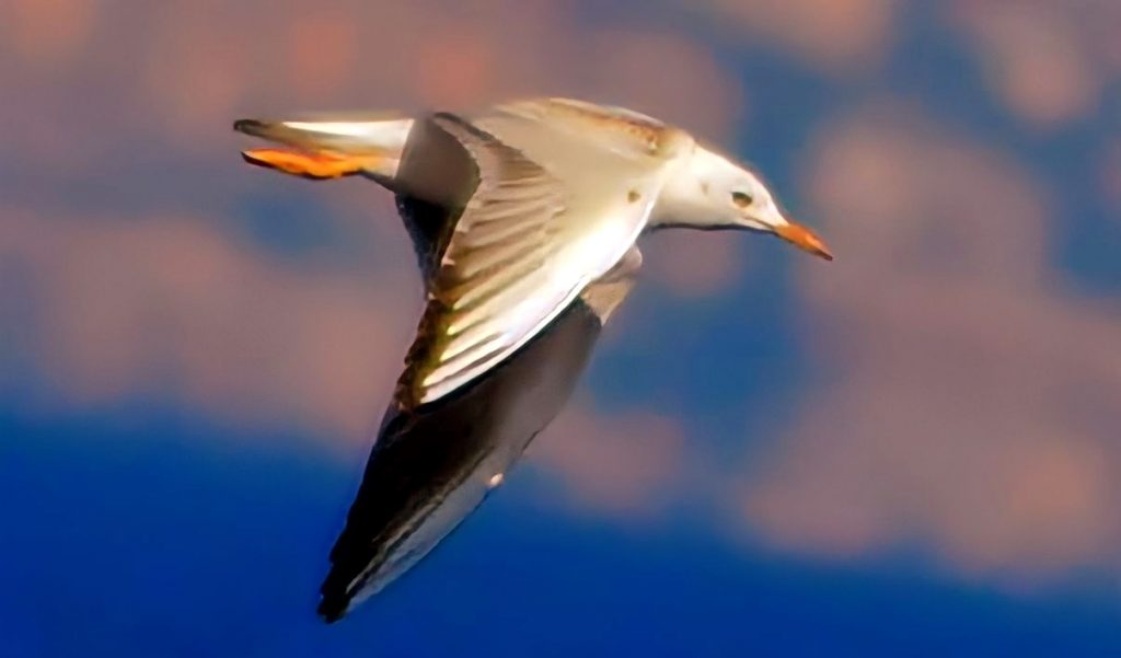 Uccelli Stretto Messina