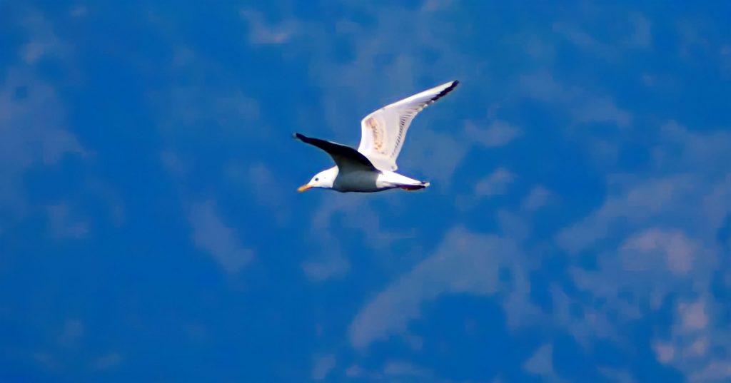 Uccelli Stretto Messina