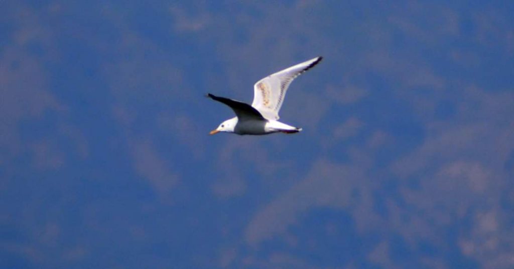 Uccelli Stretto Messina