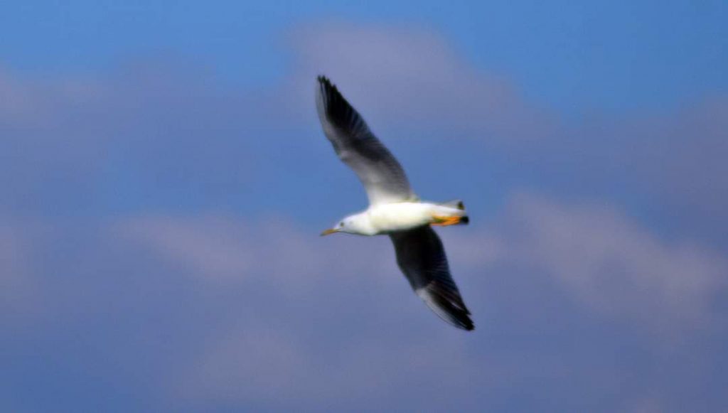 Uccelli Stretto Messina
