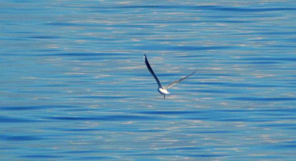 Uccelli Stretto Messina