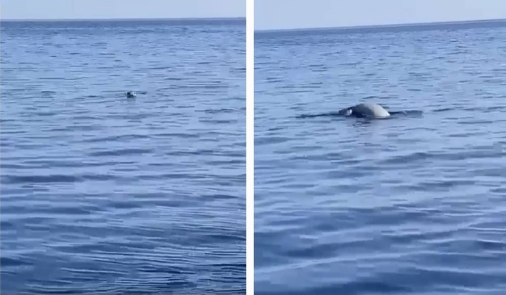 foca monaca