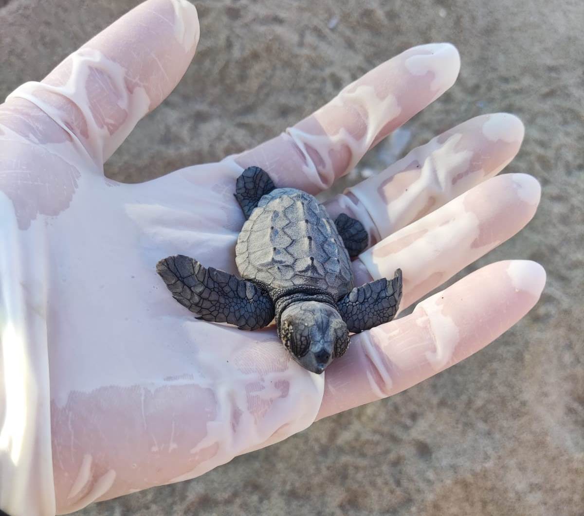 tartarughe caretta caretta (1)