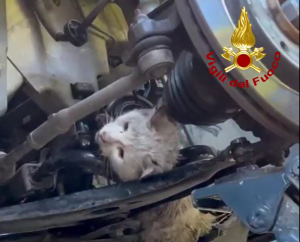 Gatto incastrato