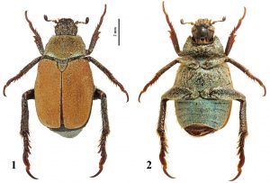 Hoplia