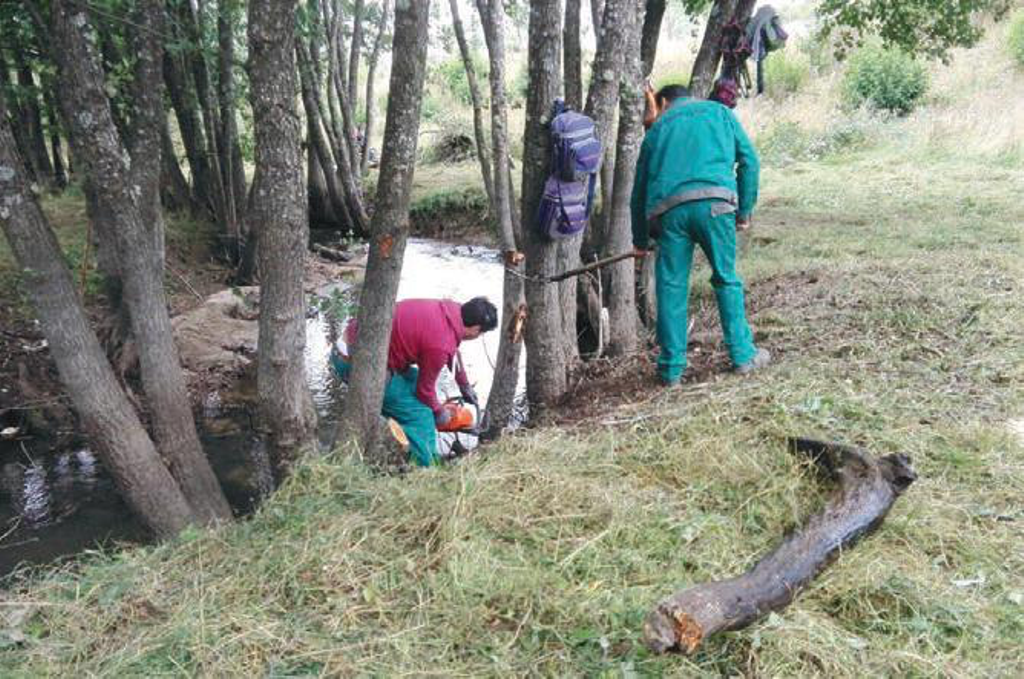 Lavoratori forestali