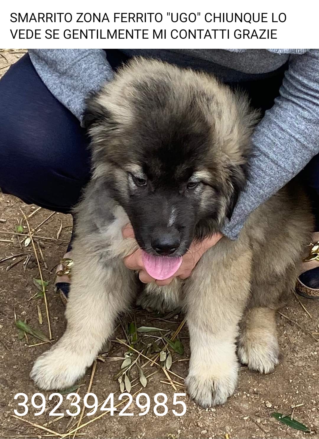 cane scomparso villa
