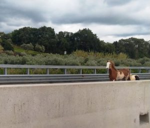 cavallo a2 pizzo