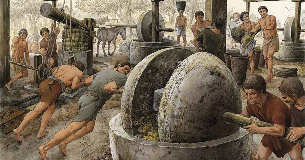 olio di calabria igp antichi riti