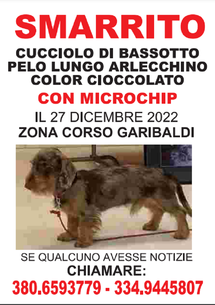 smarrito cucciolo bassotto