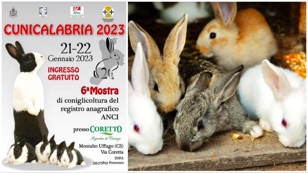 Conigli Montalto Uffugo