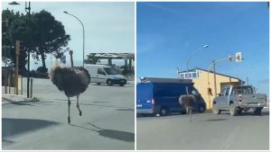 Struzzi traffico Amantea