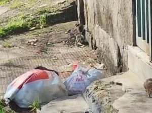 Topi e spazzatura Gioia Tauro