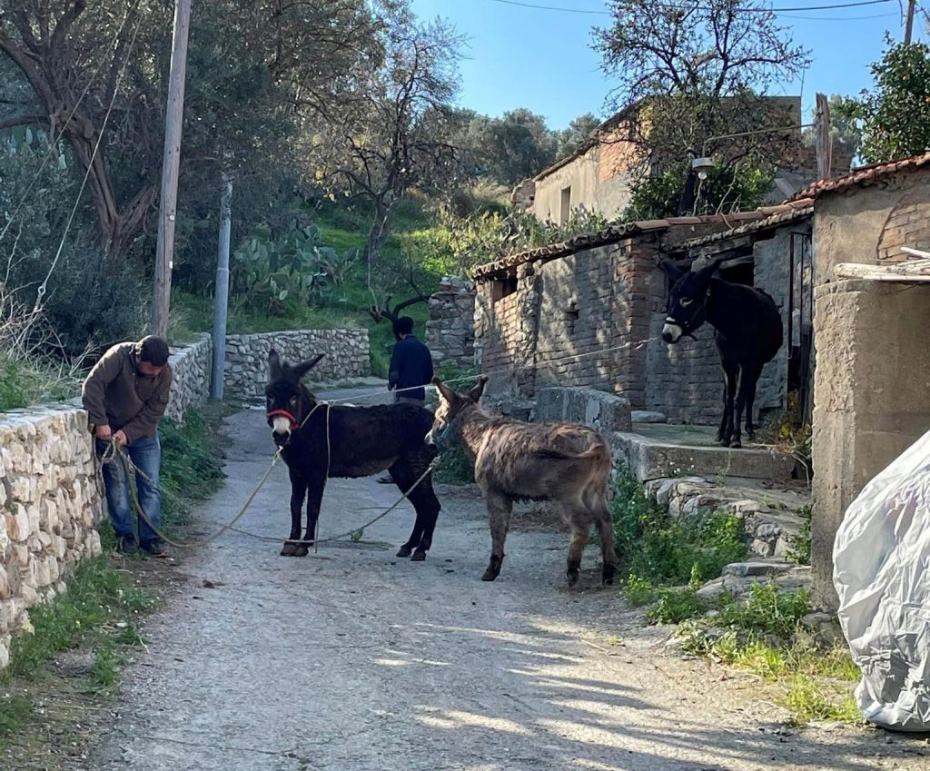 borgo nocille trekking asino