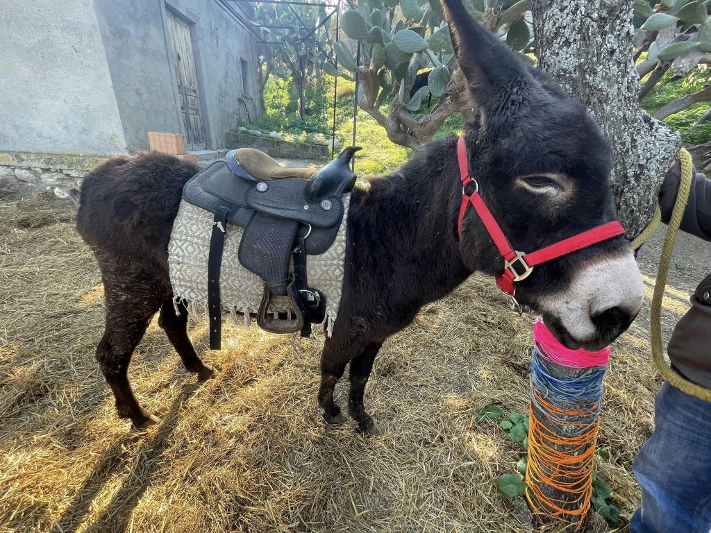 borgo nocille trekking asino