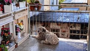 cane magda catanzaro lido