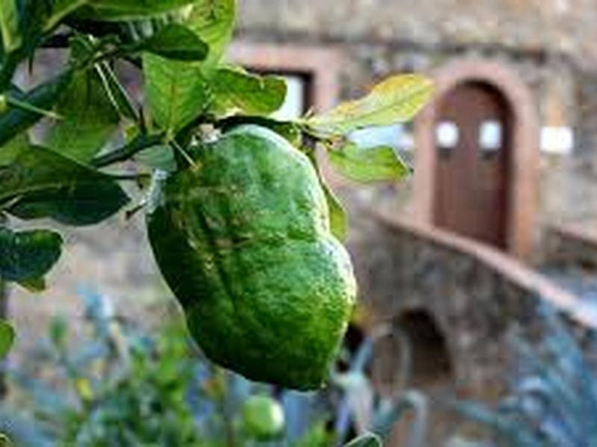 cedro