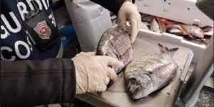 pesce sequestrato taormina
