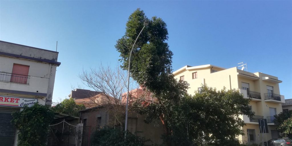 ramo albero pericoloso lazzaro
