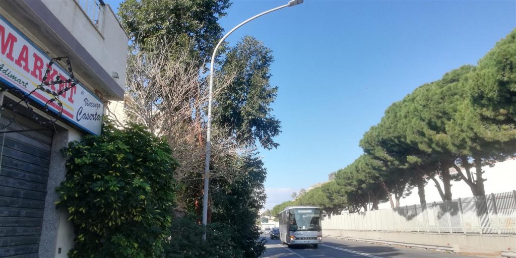 ramo albero pericoloso lazzaro