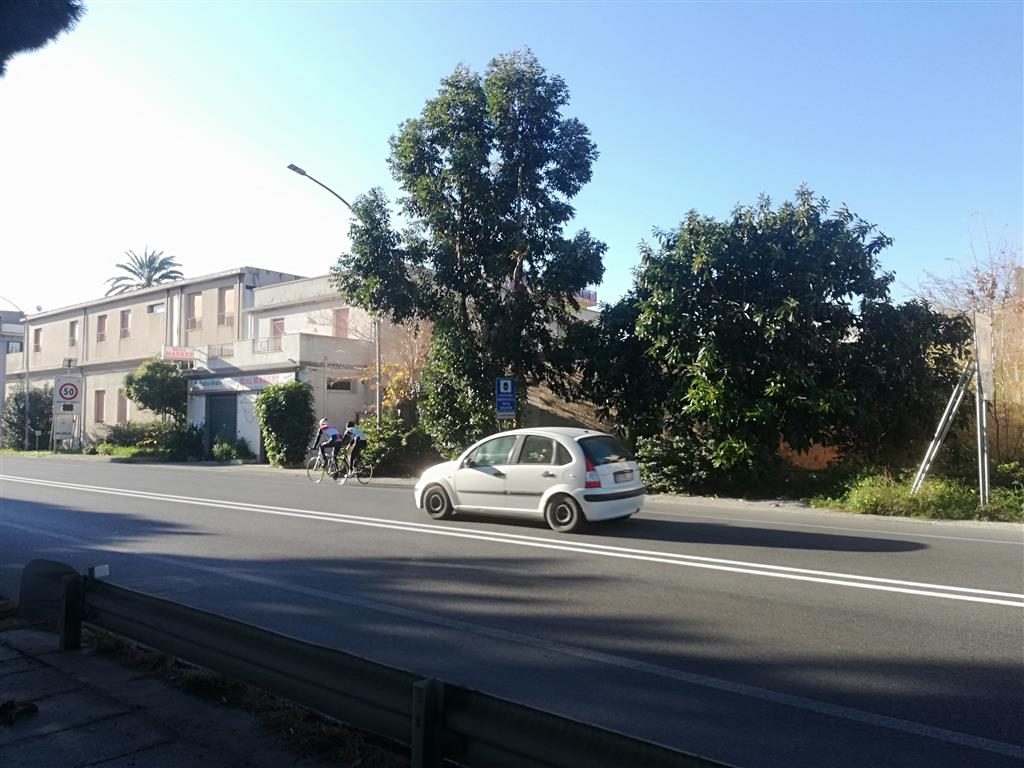 ramo albero pericoloso lazzaro
