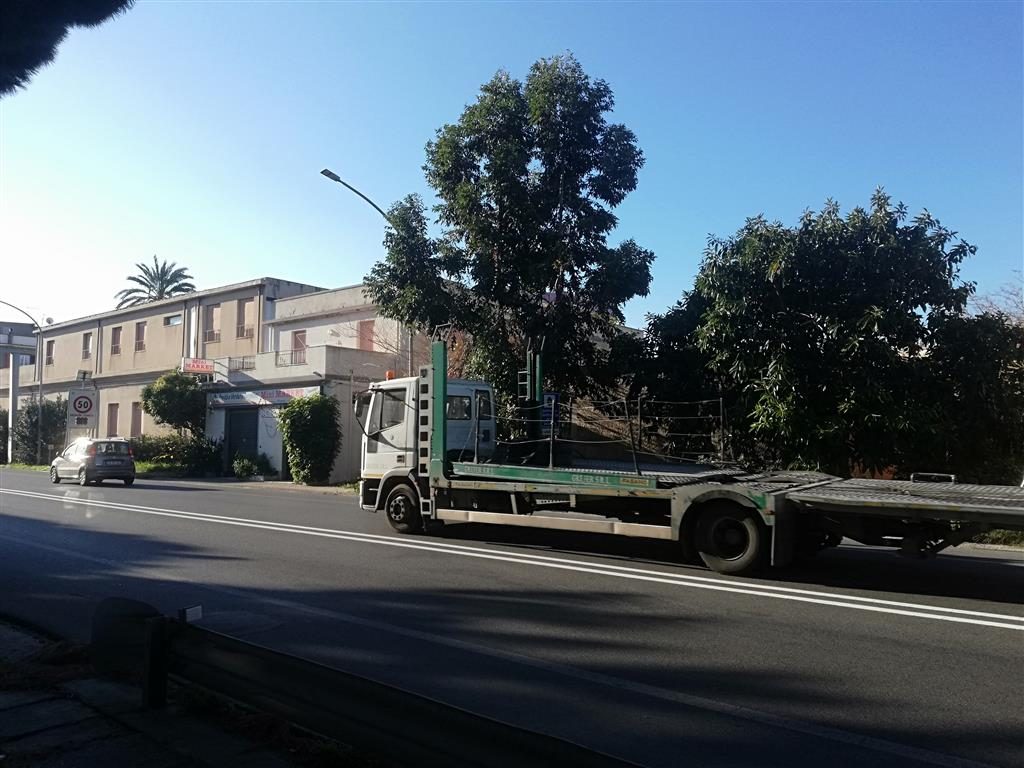 ramo albero pericoloso lazzaro