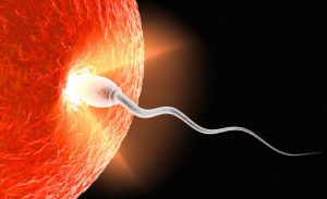 spermatozoi