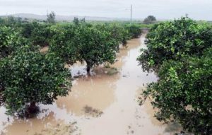 agricoltura maltempo