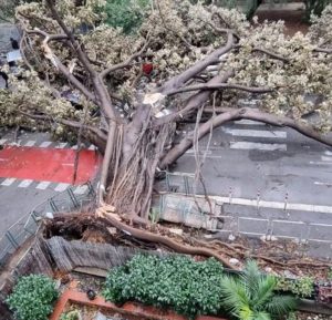 albero sradicato