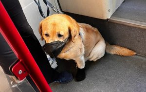 labrador mascherina