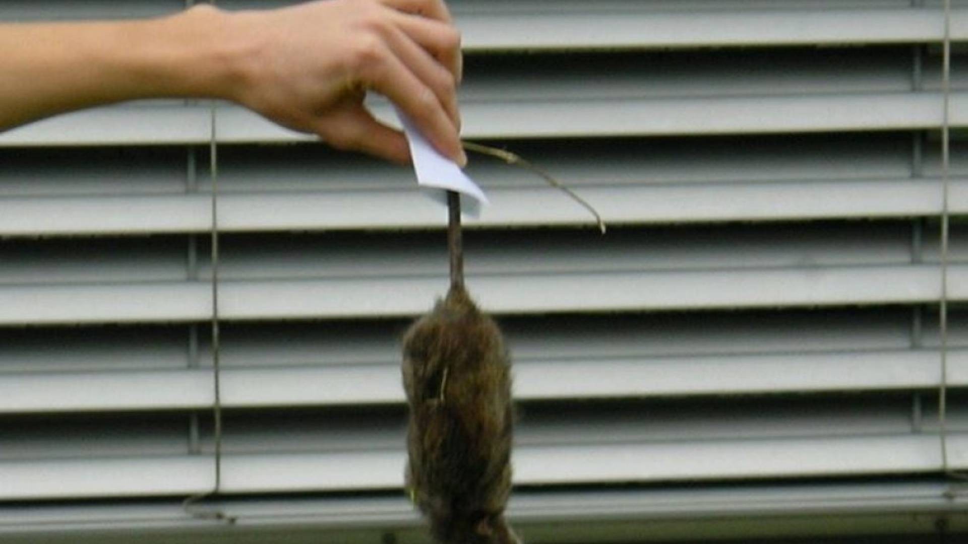 Sicilia: topo morto in un contenitore per alimenti ed escrementi a terra,  sequestrato locale