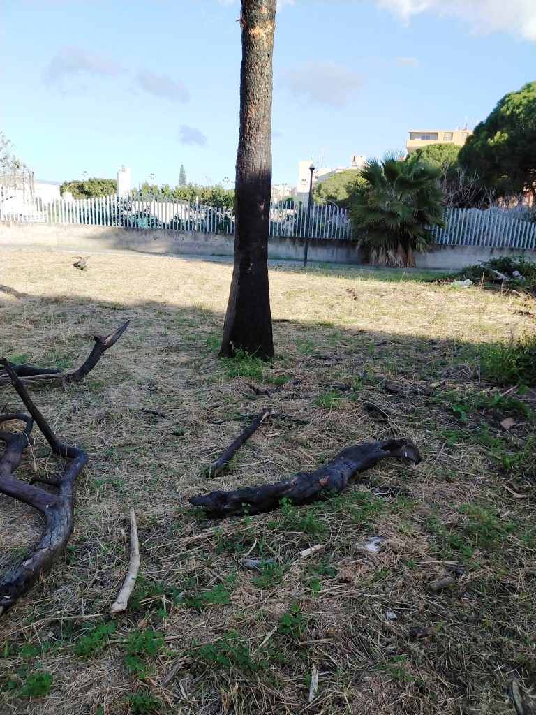 Alberi bruciati nel Parco di Piazza Fontana a Ravagnese