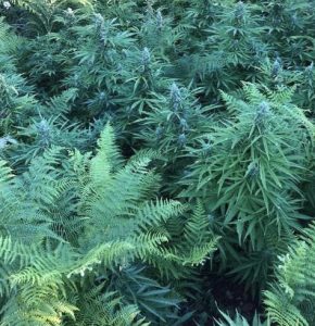 Cannabis