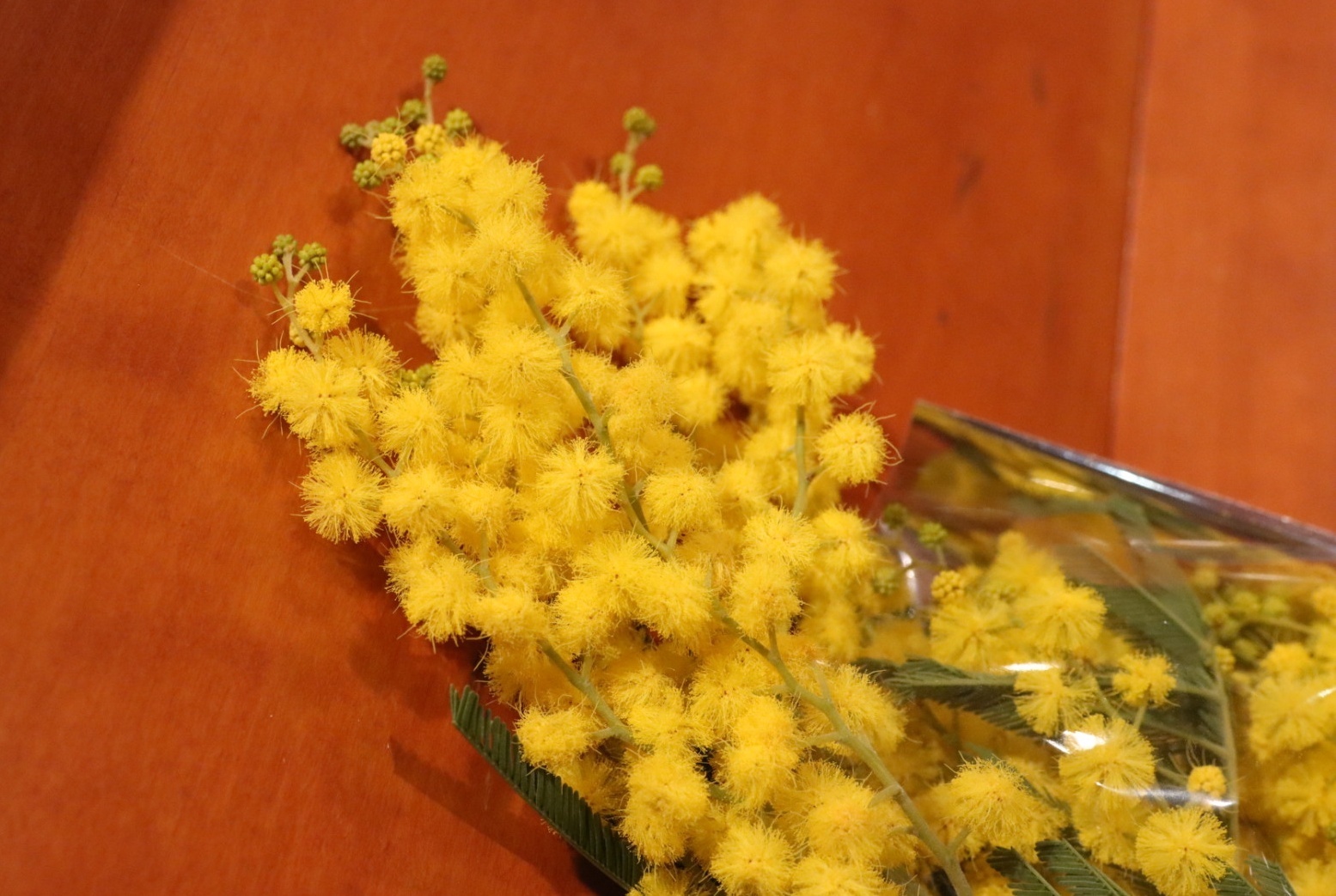 Mimosa – Festa della donna