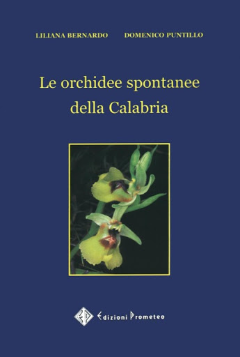 Orchidee-di-Calabria