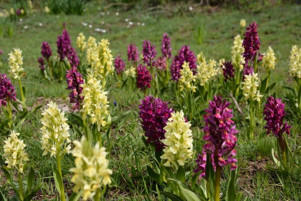 orchidee calabria