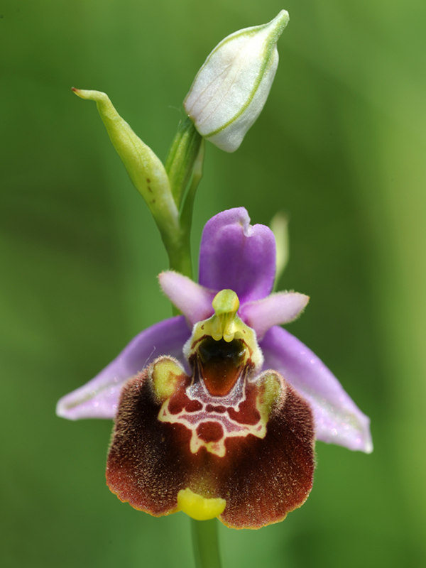 orchidea spontanea