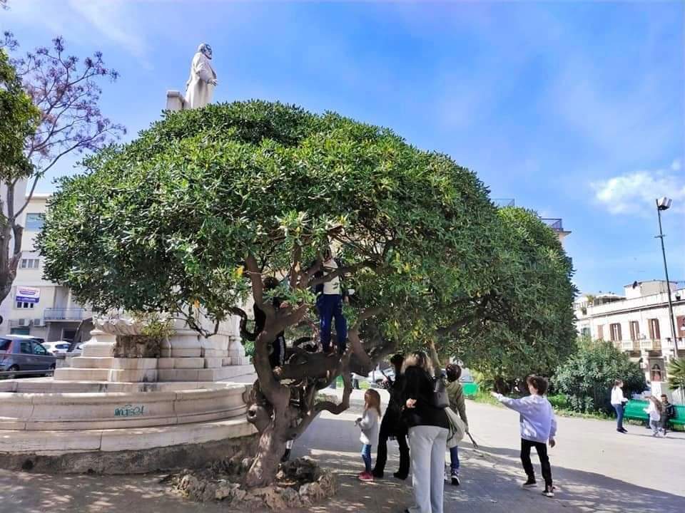 Alberi Piazza De Nava