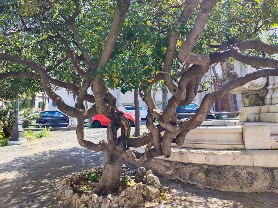 Alberi Piazza De Nava