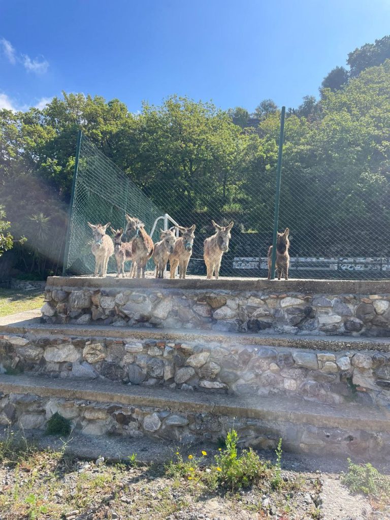 Le Ippovie per la riscoperta ambientale, sportiva e turistica del nostro territorio