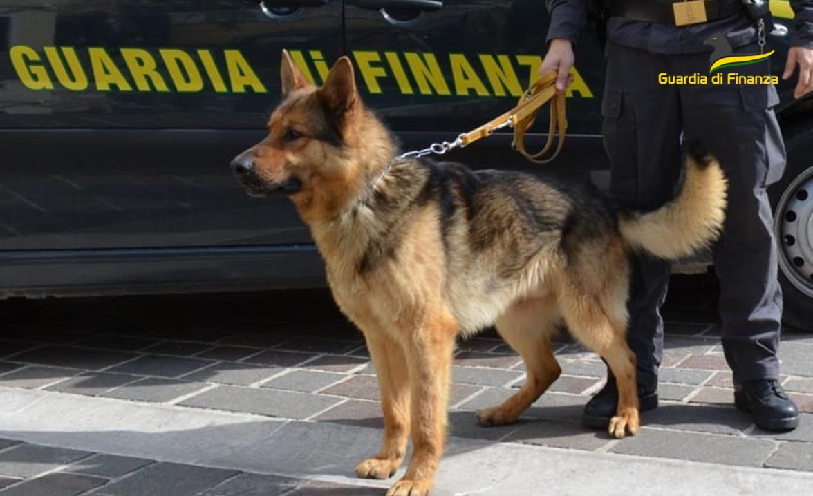 cane guardia di finanza