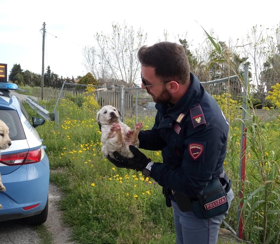 cuccioli di cane salvati polizia crotone