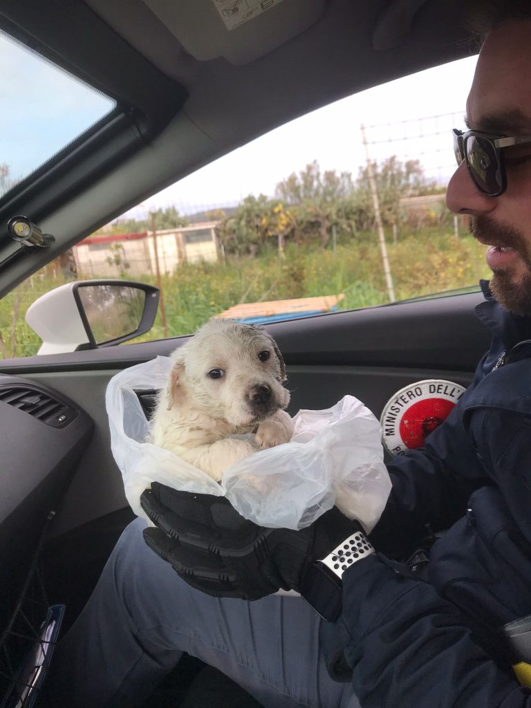 cuccioli di cane salvati polizia crotone