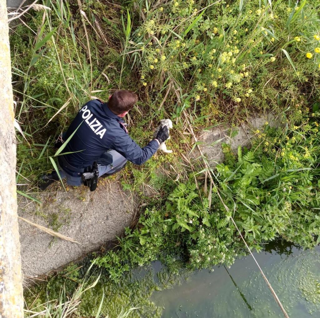 cuccioli di cane salvati polizia crotone