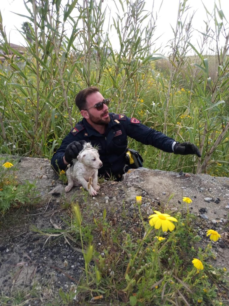 cuccioli di cane salvati polizia crotone