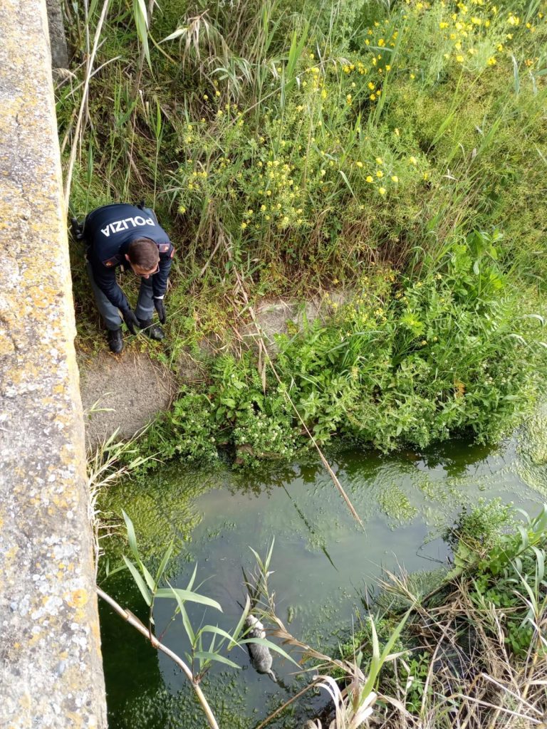 cuccioli di cane salvati polizia crotone