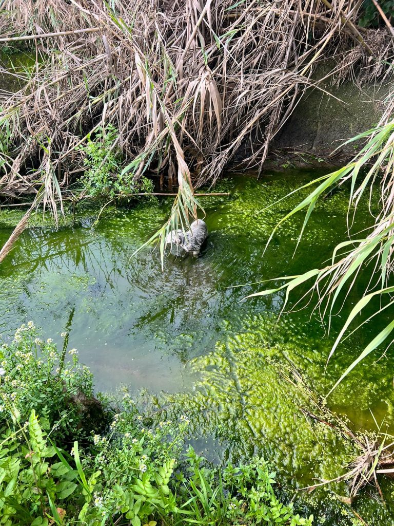 cuccioli di cane salvati polizia crotone