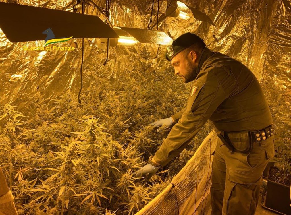 sequestrata piantagione droga