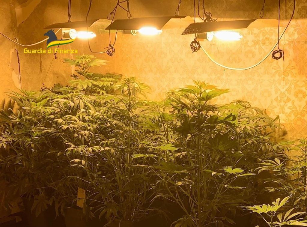 sequestrata piantagione droga